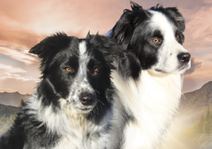 mariage_border collie_descontrefortsdu vercors