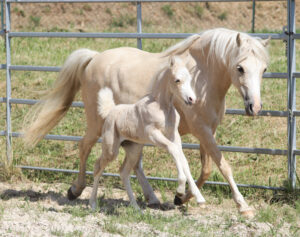 CDV Qwyn Sweet Lady
