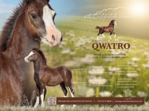 CDV Qwatro